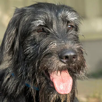 SG飞艇 玩法介绍